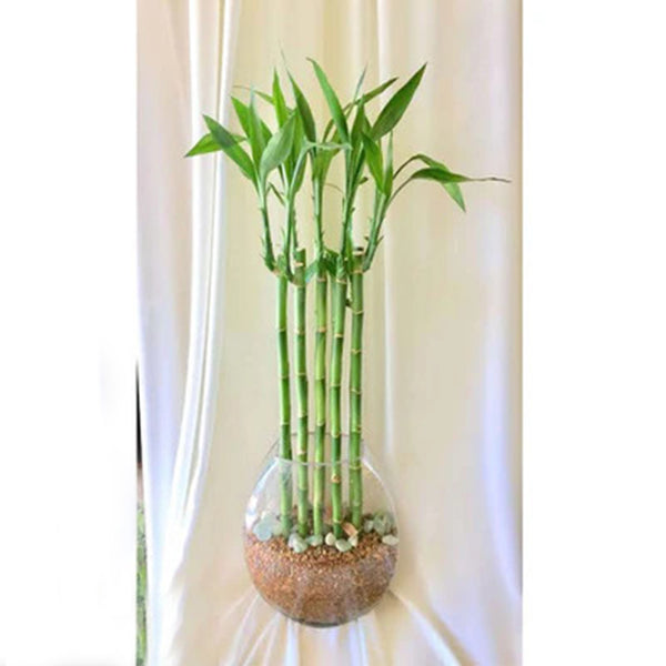 نبات lucky bamboo للديكور - GH-088